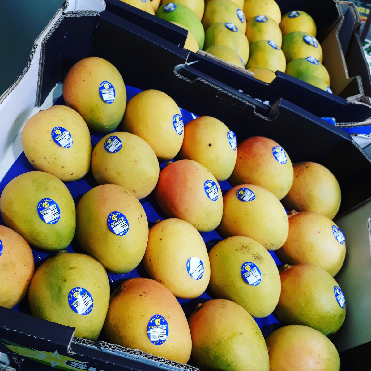 MANGO TRAYS Pellegrinos Fresh Fruits