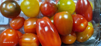 Tomatoes Heirloom 250g punnets