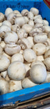 SPECIAL MUSHROOMS