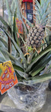Pineapple Plant