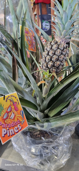 Pineapple Plant