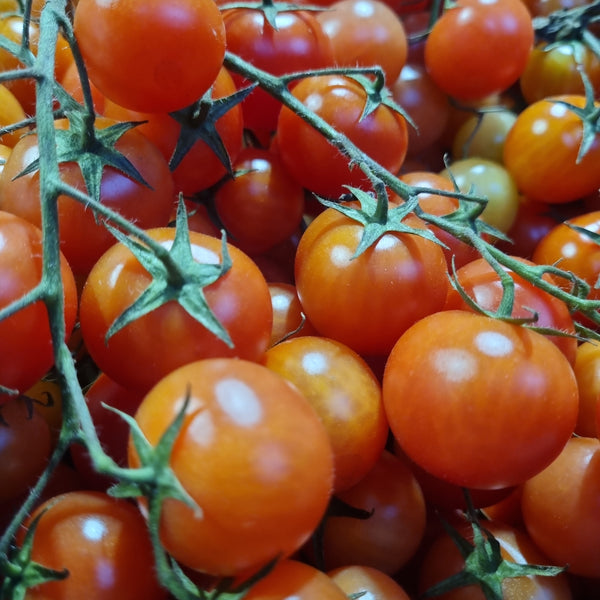 Tomatoes Cherry Truss