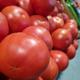 Tomatoes Gourmet