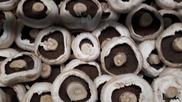 Mushrooms Large Field