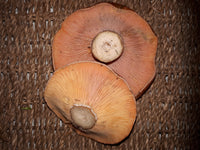 Mushrooms Pine