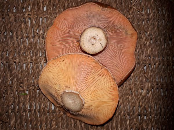 Mushrooms Pine