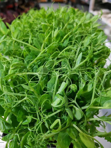 Snowpea Sprouts