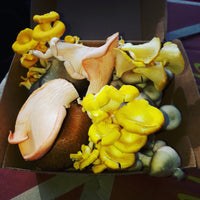 Mushrooms gourmet SPECIALTY box