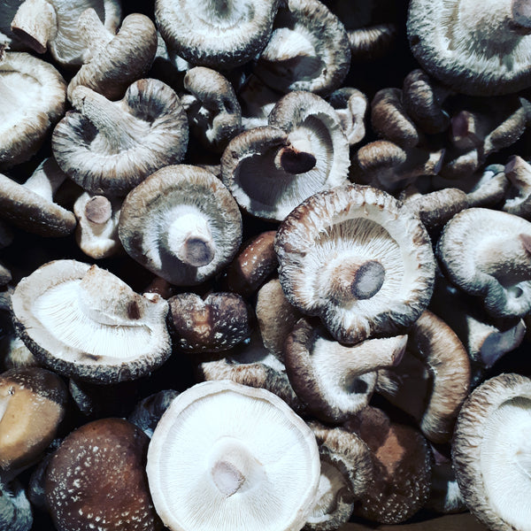 MUSHROOMS shiitake